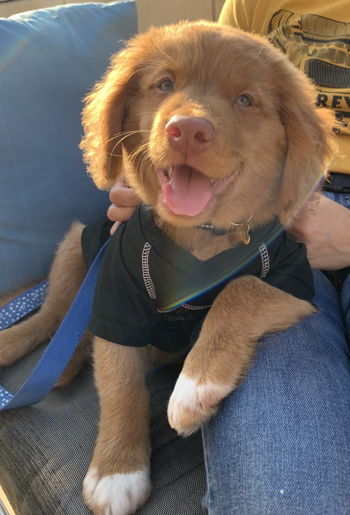 Rooney as a puppy in Steelers jersey